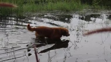 Gölün kenarında oynayan iki av köpeği.