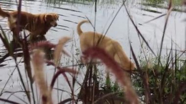 Suyun yüzeyine bakan iki av köpeği, stok görüntüleri.