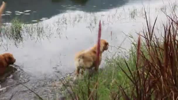 Dos Perros Recuperadores Disfrutando Naturaleza Material Archivo — Vídeos de Stock