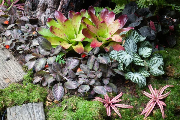 熱帯の庭の緑の植物 ストックフォト — ストック写真