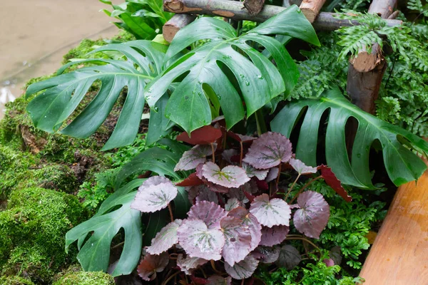 Tropik Bahçede Yeşil Bitkiler Stok Fotoğrafı — Stok fotoğraf