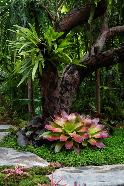 Plantas Verdes Jardín Tropical Foto Stock —  Fotos de Stock