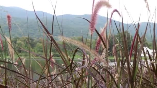 葦の草の花の湖の景色 株の映像 — ストック動画