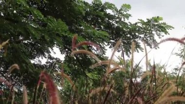 Yazın sazlıkların doğal manzarası, stok görüntüleri.