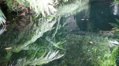 Tropik bahçede sazan balığı havuzu, stok görüntüleri.