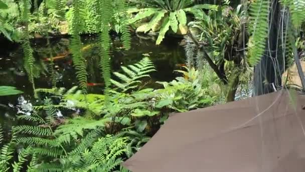 Rybí Rybník Tropické Zahradě Záběry — Stock video