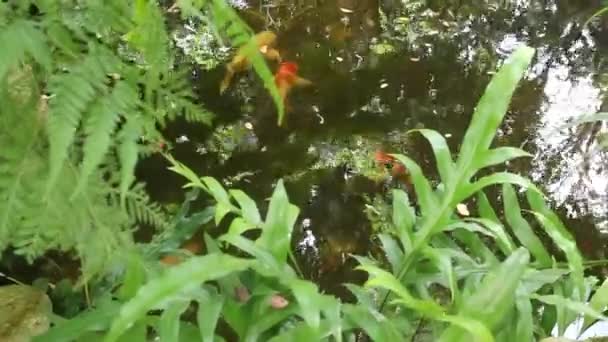 Lago Peixes Carpa Jardim Tropical Imagens Estoque — Vídeo de Stock