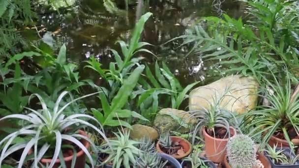 Étang Carpes Dans Jardin Tropical Images Stock — Video