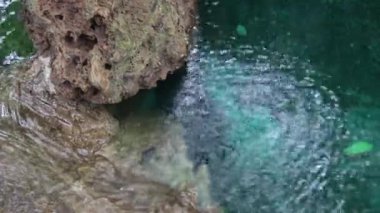 Akan suyla tropik yeşil bahçe, stok görüntüler