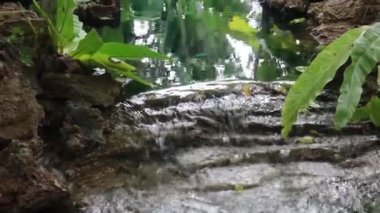 Akan suyla tropik yeşil bahçe, stok görüntüler