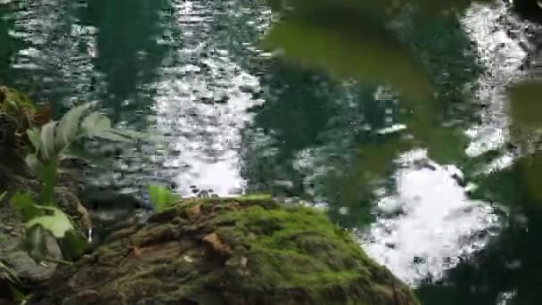 Jardín Verde Tropical Con Agua Corriente Material Archivo — Vídeo de stock