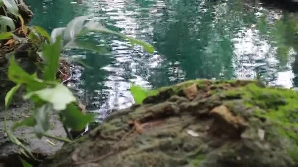 Tropical Green Garden Flowing Water Stock Footage — Stock Video