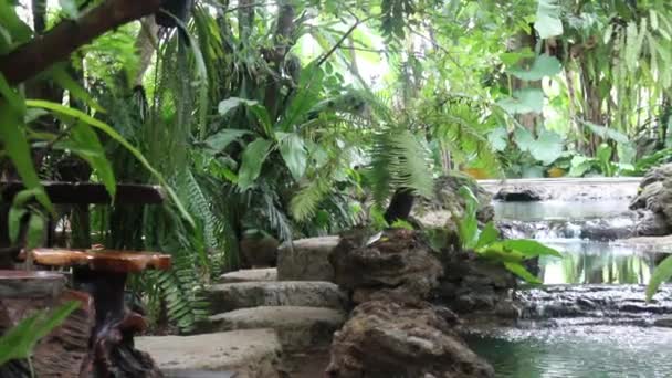 Giardino Tropicale Verde Con Acqua Corrente Stock Footage — Video Stock