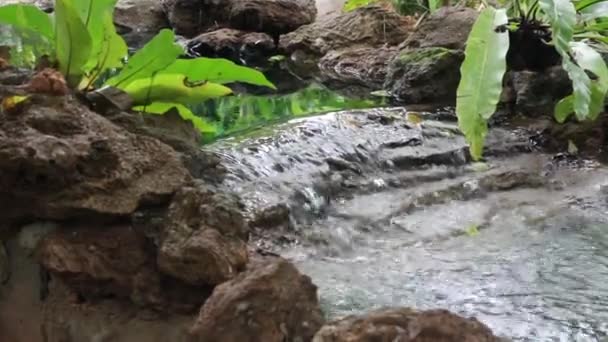 Jardín Verde Tropical Con Agua Corriente Material Archivo — Vídeo de stock