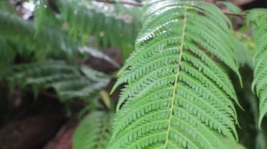 Tropik bahçede eğreltiotu yeşil yaprakları, stok görüntüleri