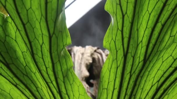 Foglie Verdi Felce Nel Giardino Tropicale Filmati Brodo — Video Stock