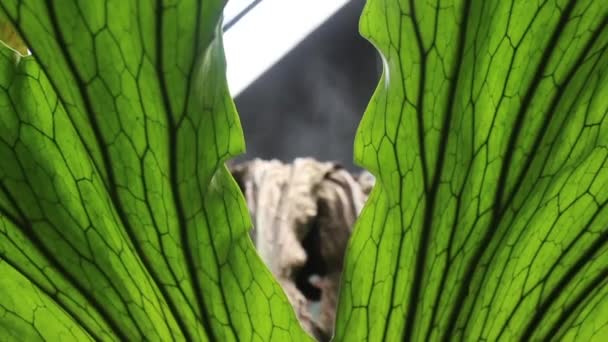 Hojas Verdes Helecho Jardín Tropical Material Archivo — Vídeo de stock