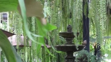 Tropik bahçede eğreltiotu yeşil yaprakları, stok görüntüleri