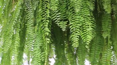 Tropik bahçede eğreltiotu yeşil yaprakları, stok görüntüleri