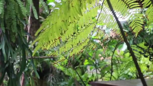 Samambaia Folhas Verdes Jardim Tropical Imagens Estoque — Vídeo de Stock