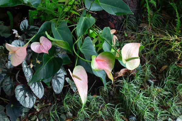 庭の緑の植物のポット ストックフォト — ストック写真