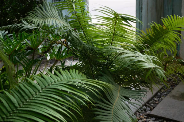 Green Ferns Plant Pot Resort Stock Photo — Stock Photo, Image