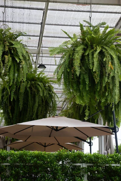 Green ferns hanging plant pot in resort, stock photo