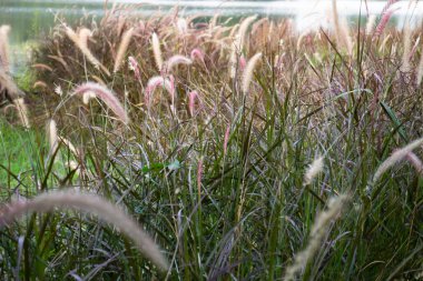 Sazlık çiçeğinin rahatlatıcı manzarası, stok fotoğrafı.