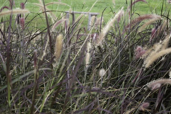 Vue Relaxante Roseaux Herbe Fleur Photo Réserve — Photo