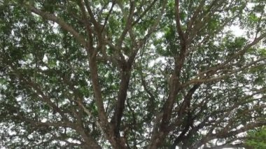 Yaz tarlasında yeşil ağaç, stok görüntüleri