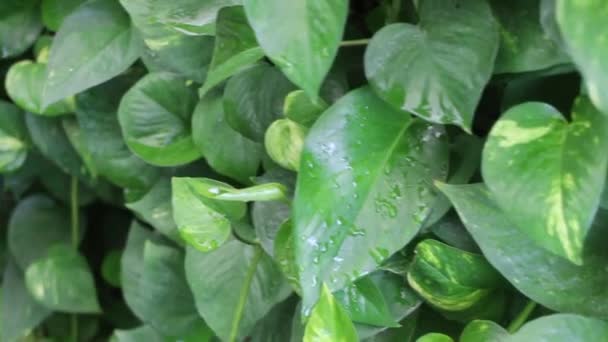 Vertical Verde Hojas Jardín Plantas Material Archivo — Vídeo de stock