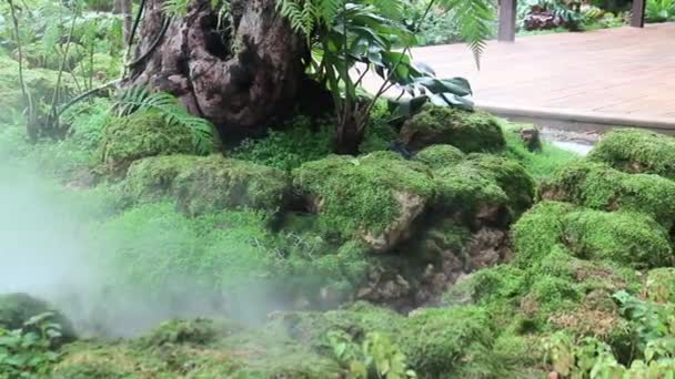 Vattenångprovning Tropisk Trädgård Beståndsklipp — Stockvideo