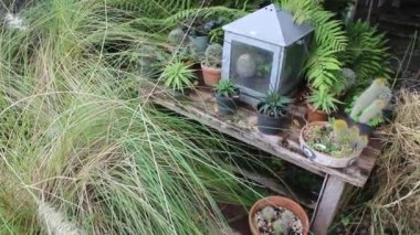 Tropik bahçede eğreltiotu yeşil yaprakları, stok görüntüleri