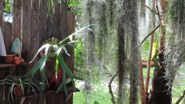 Fern Zelené Listy Tropické Zahradě Stock Záběry — Stock video