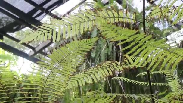 Foglie Verdi Felce Nel Giardino Tropicale Filmati Brodo — Video Stock