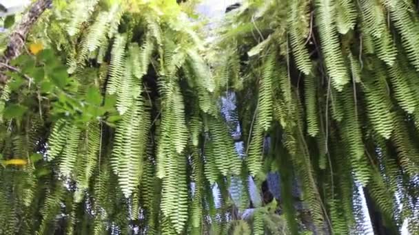 Farngrüne Blätter Tropischen Garten Archivmaterial — Stockvideo