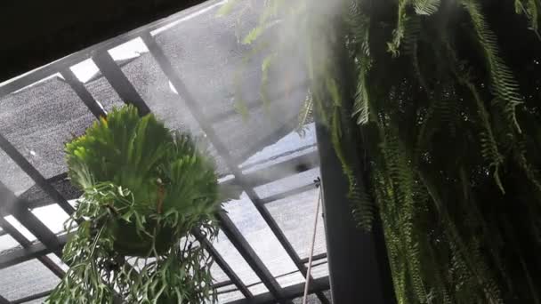 Foglie Verdi Felce Nel Giardino Tropicale Filmati Brodo — Video Stock