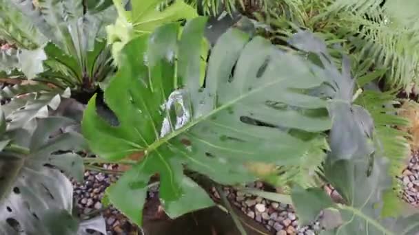 Samambaia Folhas Verdes Jardim Tropical Imagens Estoque — Vídeo de Stock