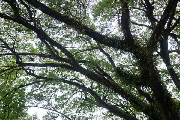 Albero Verde Nel Campo Estivo Foto Scorta — Foto Stock