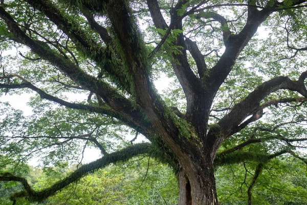 Green Tree Summer Field Stock Photo — Stock Photo, Image