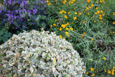 Mutlu noeller her zaman yeşil ağaç arka planı, stok fotoğrafı