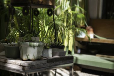 Bahçede yeşil yapraklar, desenli fotoğraf.