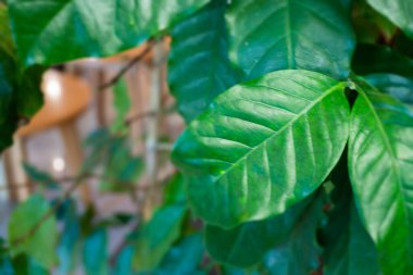 Kahve dükkanına dekore edilmiş yeşil kahve yaprakları.