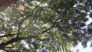 Yeşil açık hava piyasa dekorasyonu, borsa görüntüleri