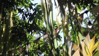 Yeşil açık hava piyasa dekorasyonu, borsa görüntüleri