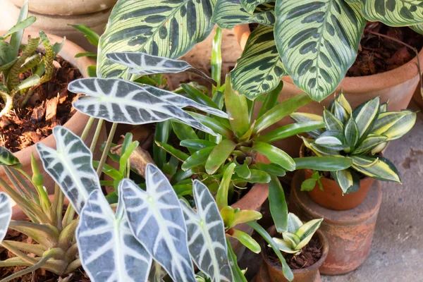 Güzel yeşil bahçe, asgari stil, stok fotoğrafı.