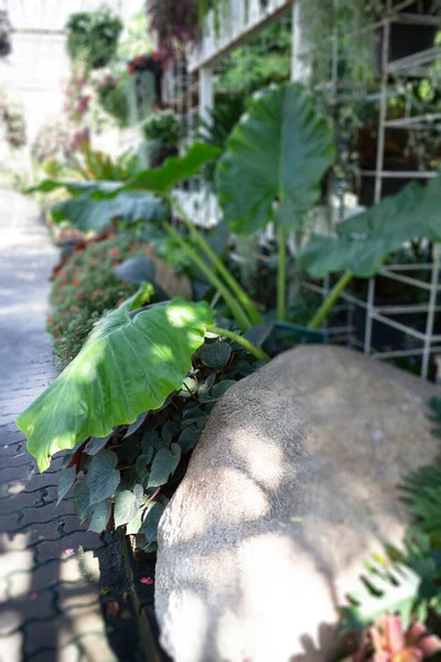 市場での様々な夏の植物の販売と表示 ストックフォト — ストック写真