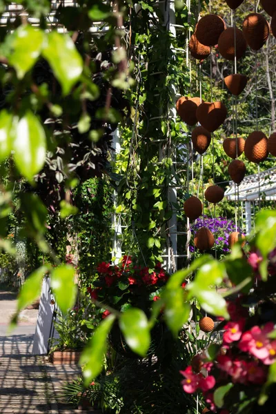 各种夏季植物在市场上的销售和展示 库存照片 — 图库照片