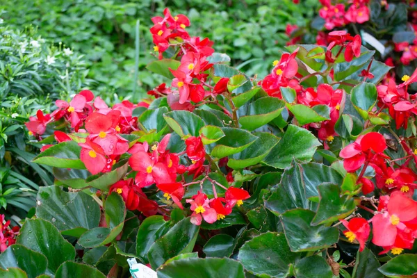 Variety Summer Plant Sale Display Market Stock Photo — Stock Photo, Image