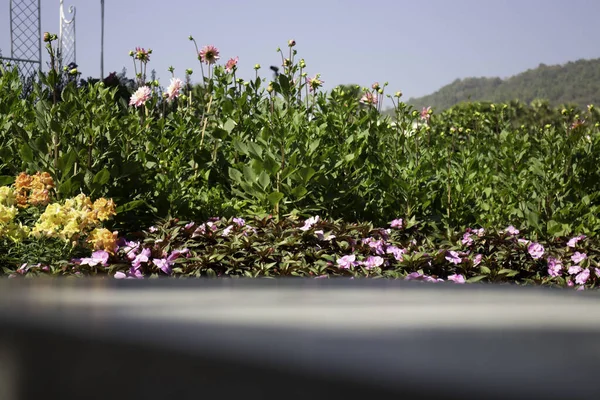 各种夏季植物在市场上的销售和展示 库存照片 — 图库照片